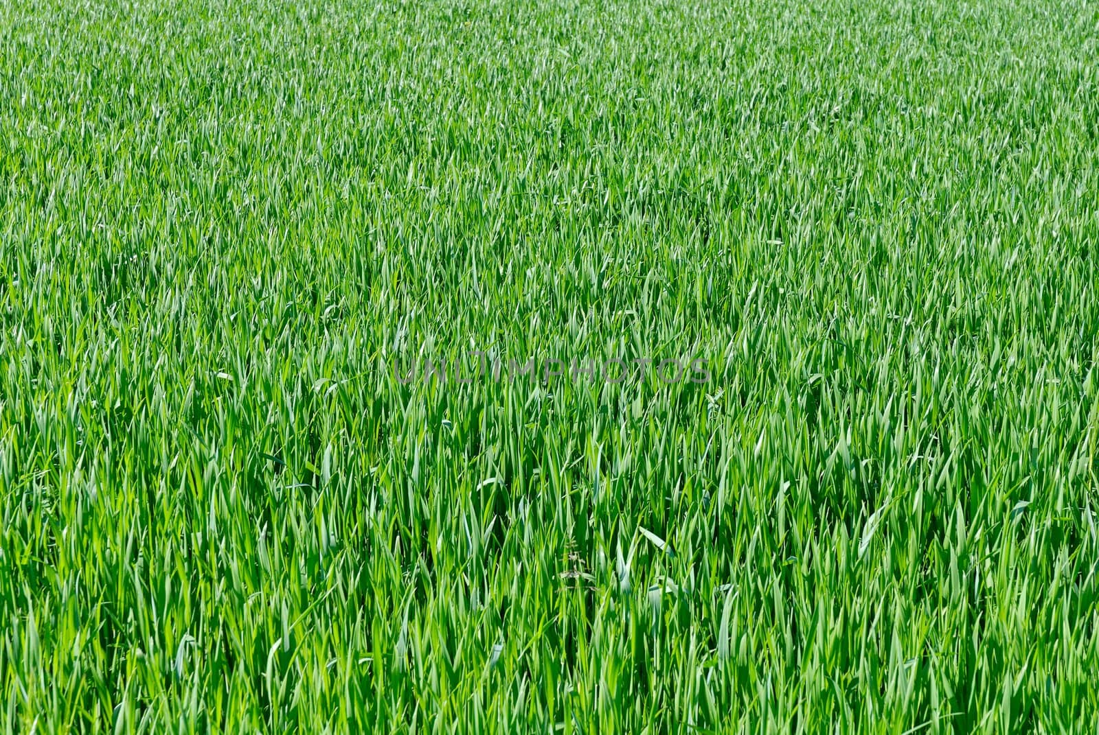Wheat seedling field by Laborer