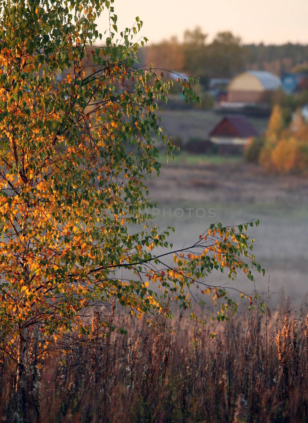 Trees in a fog on a sunset