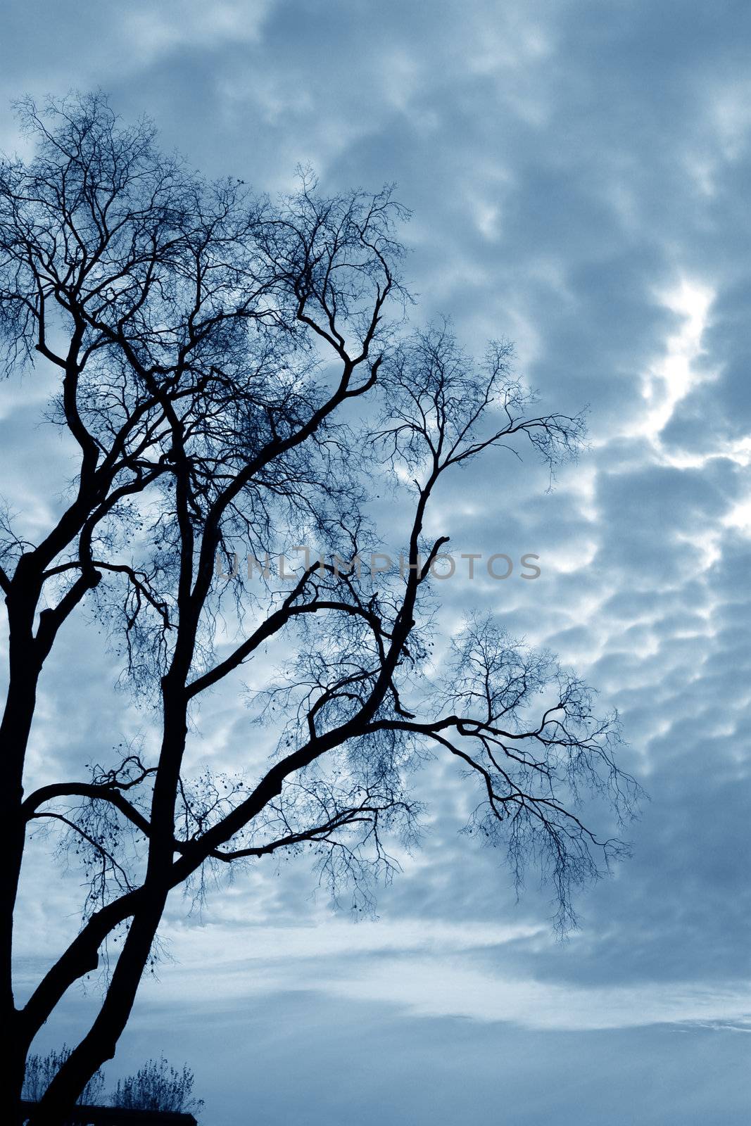 Naked trees on a background of the storm sky