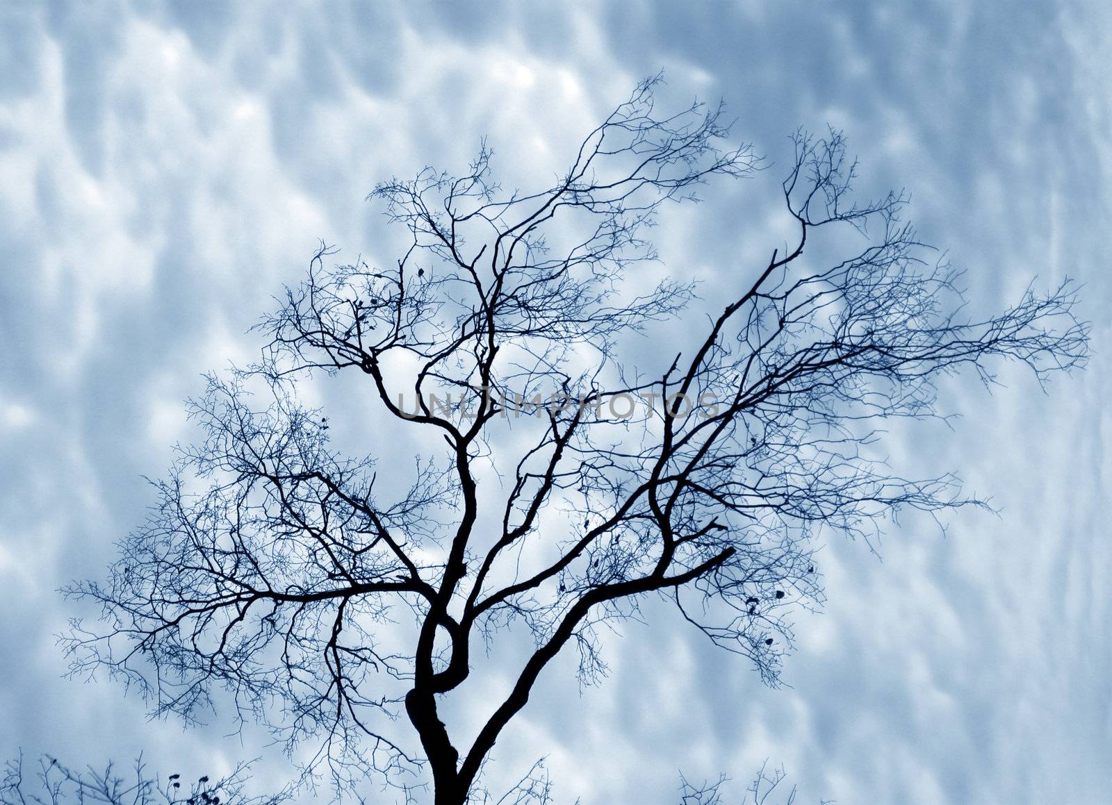 Naked trees on a background of the storm sky