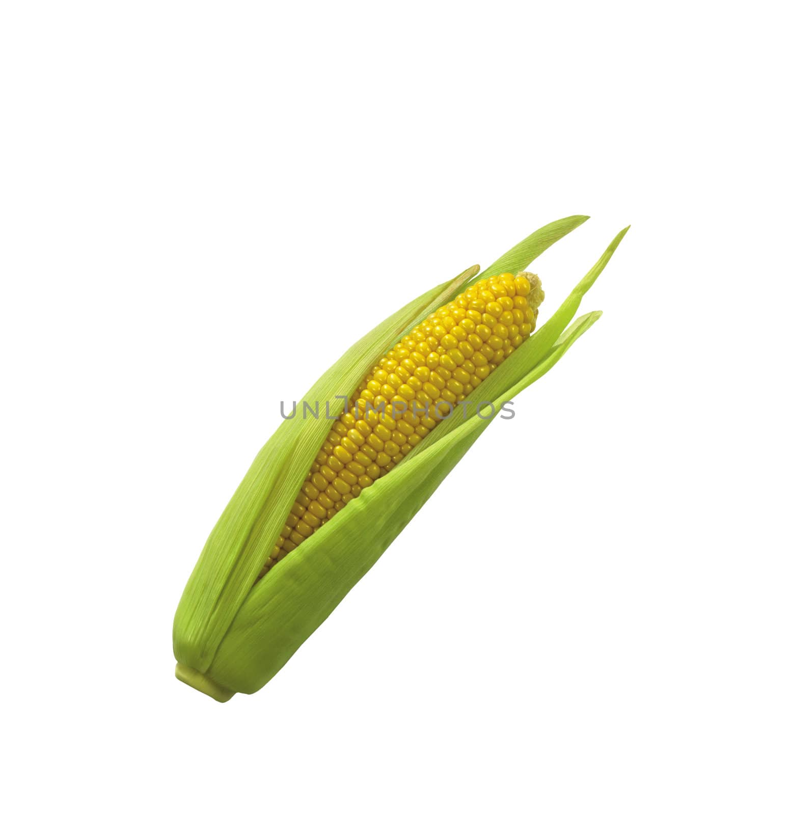 Sweet Corn, Maize On White Background