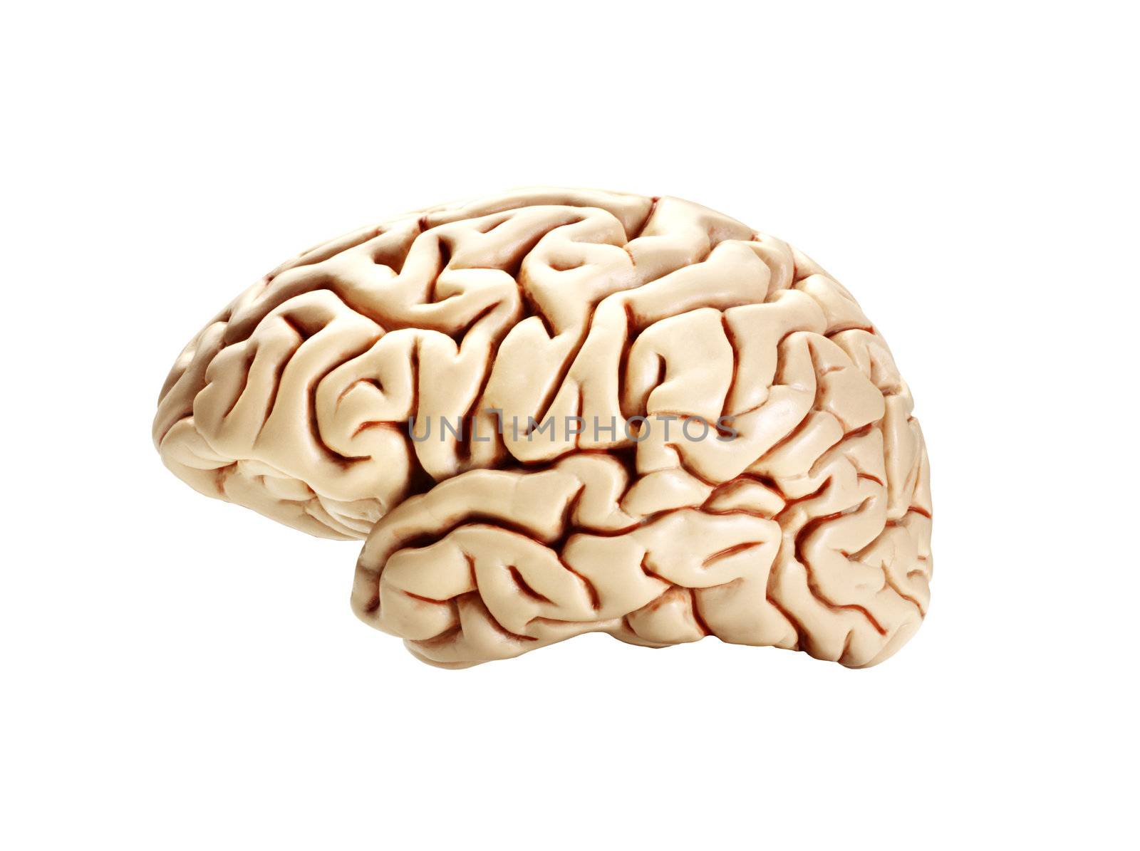 brain isolated on white
