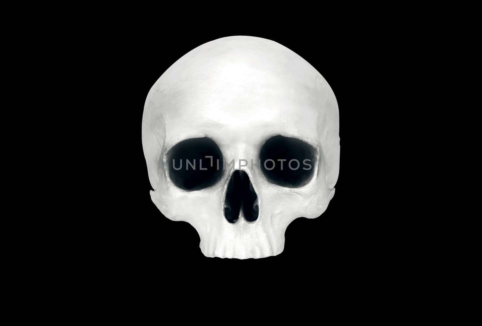 Front view of a fake skull