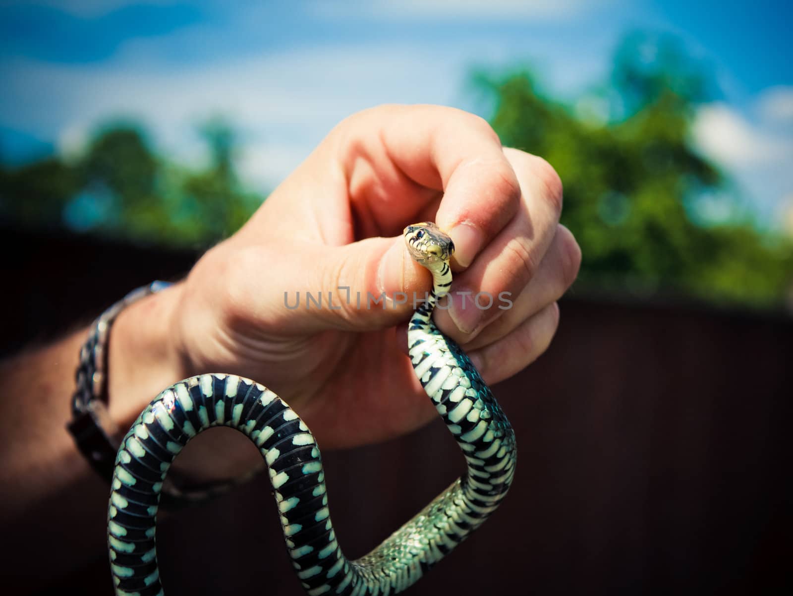 Handling of a grass snake (Natrix natrix) being demonstrated