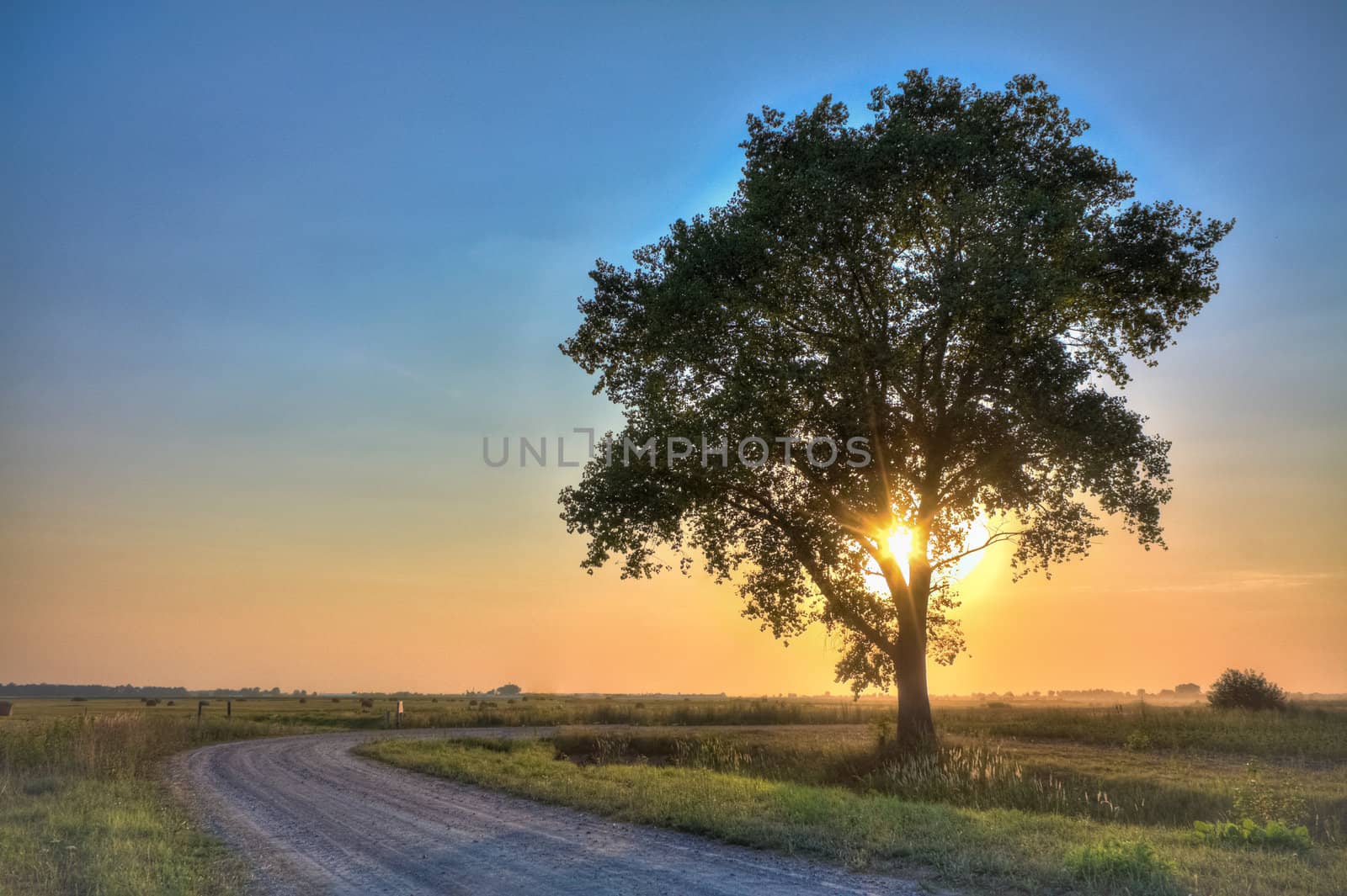 dusty road with alone tree by ryhor