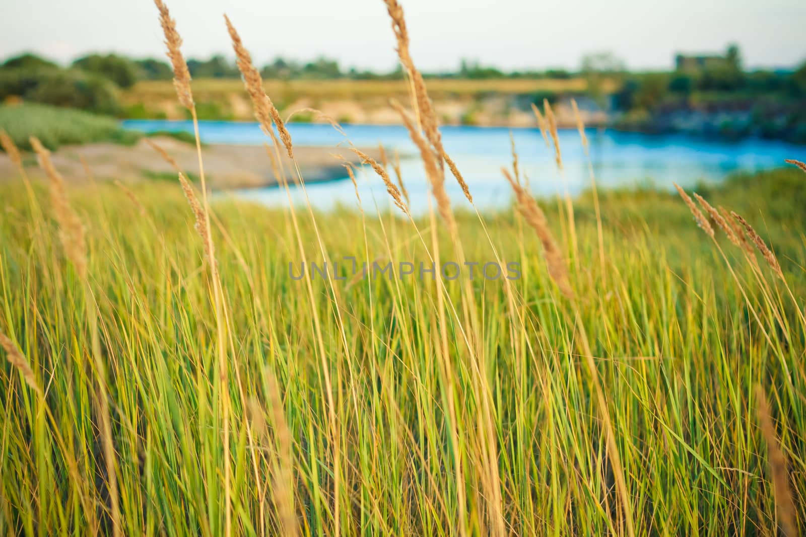 Field of grass on summer day.