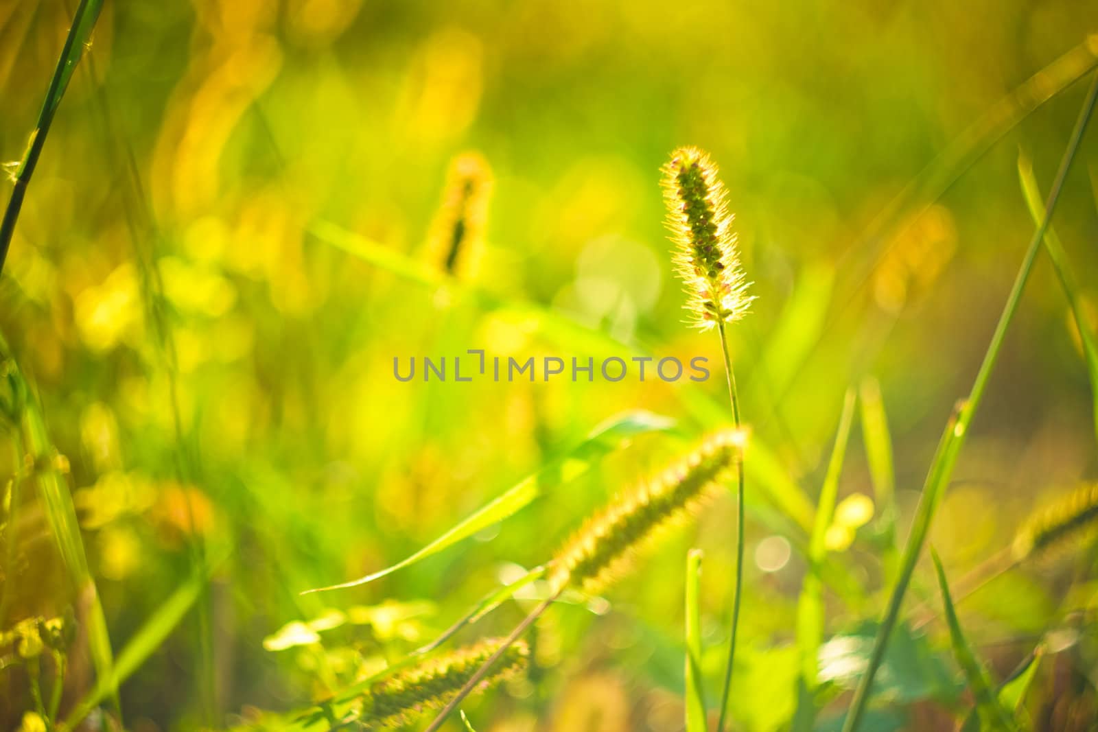 long grass meadow closeup with bright sunlight