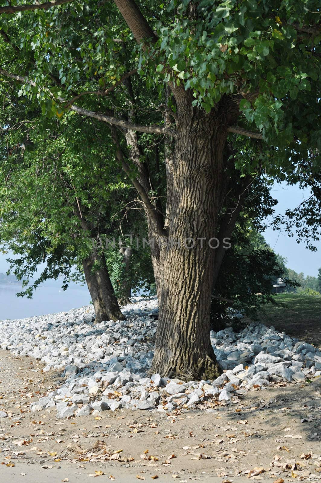 Tree on bank of river