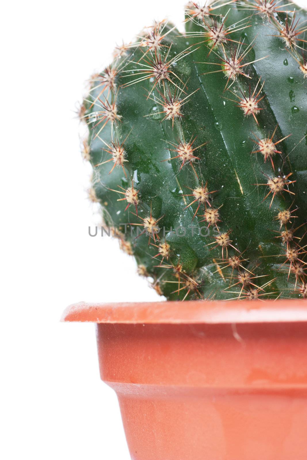 Closeup view of juicy succulent green cactus