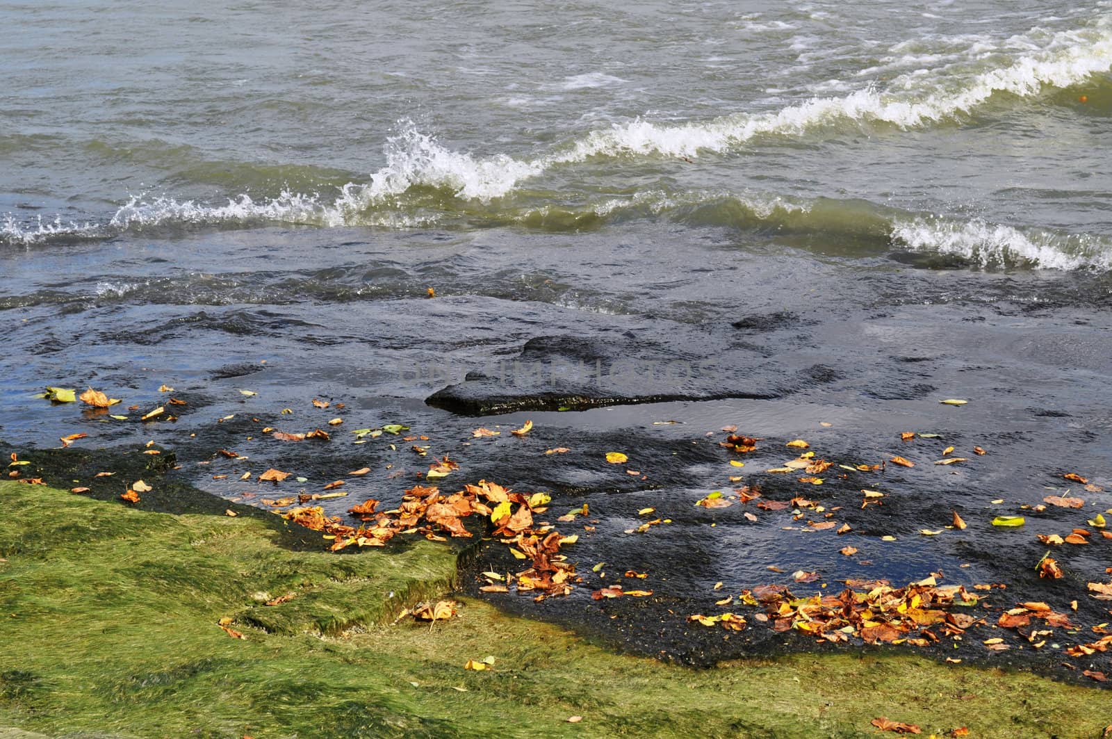 Algae leaves and water by RefocusPhoto