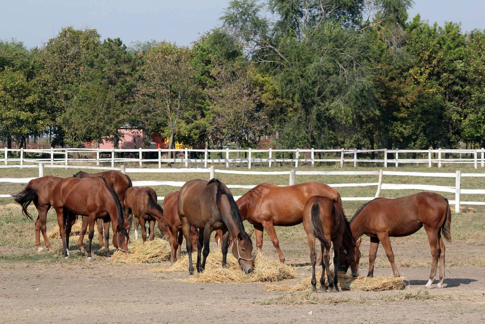 herd of horses eat hay in corral