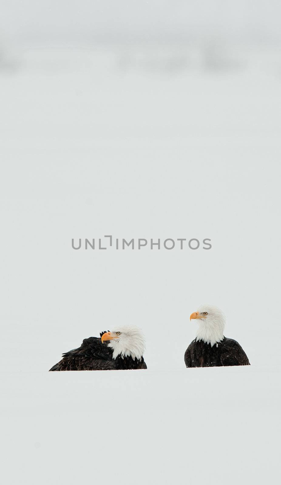 Two Bald  Eagle bust  in snow by SURZ