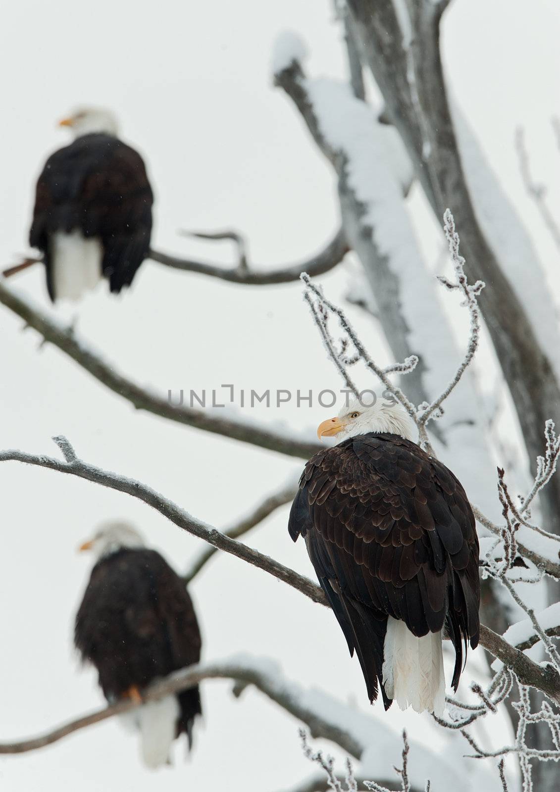 Three Bald  Eagles (Haliaeetus leucocephalus)  sit on snow-covered branches of a tree