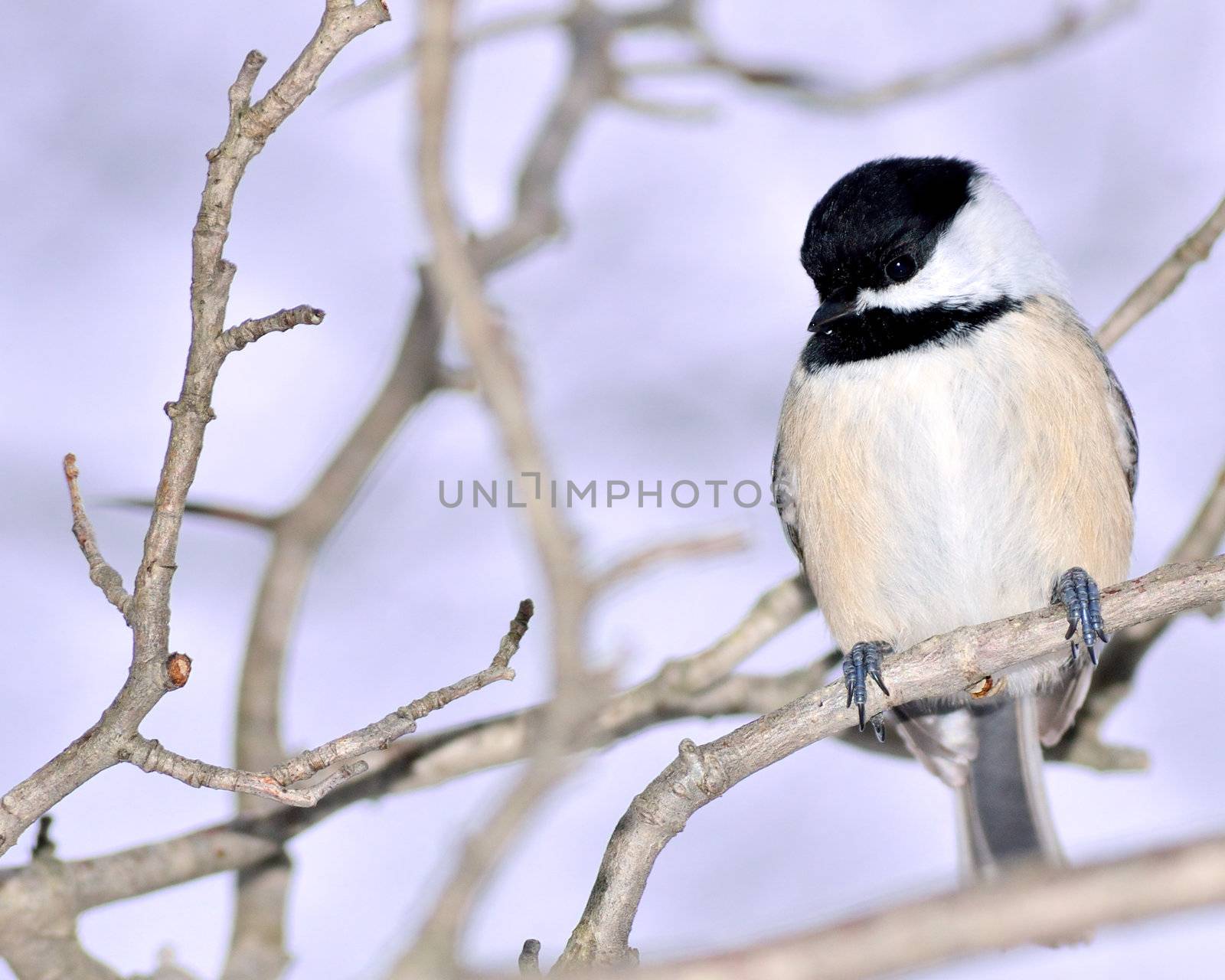 A black-capped chickadee perched on a tree branch.