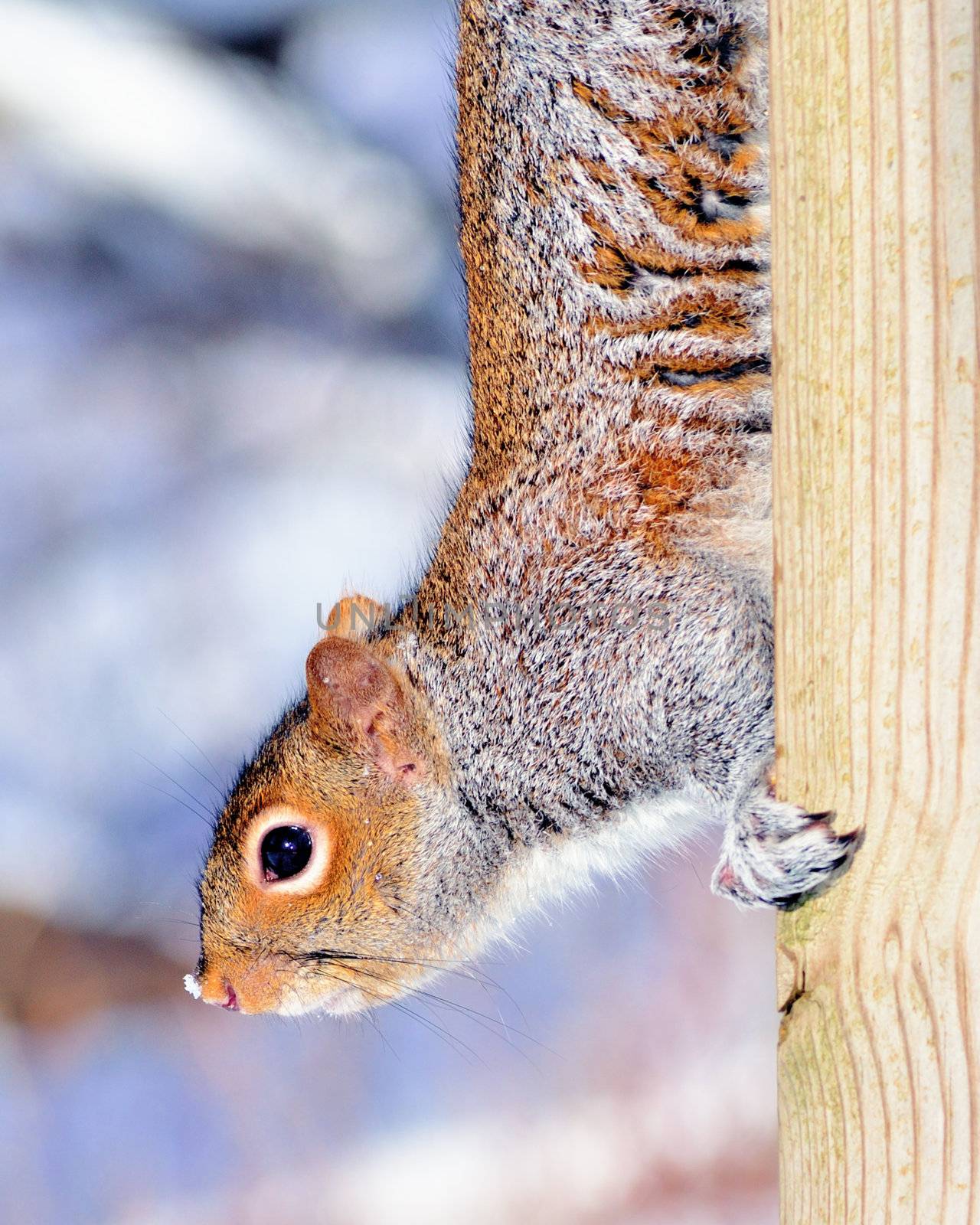 A gray squirrel perched on the side of a post.