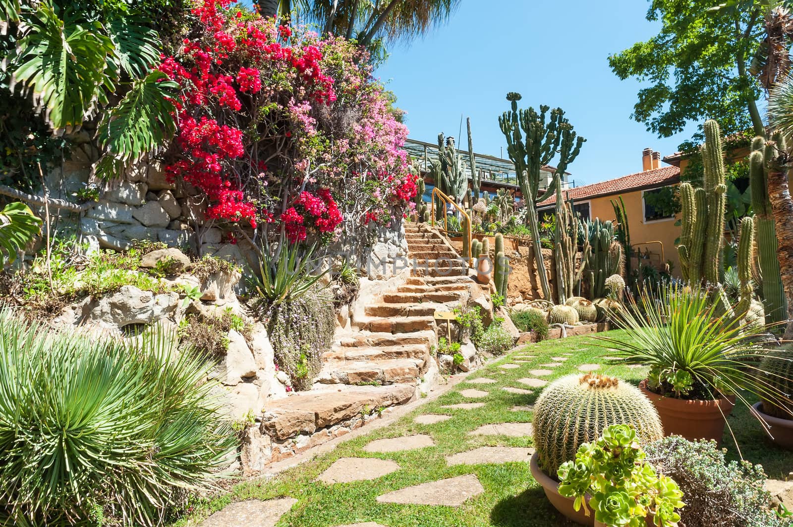 Cactus in the garden of exotic plants Pallanca in Bordighera, Italy. Giardino Esotico Pallanca.