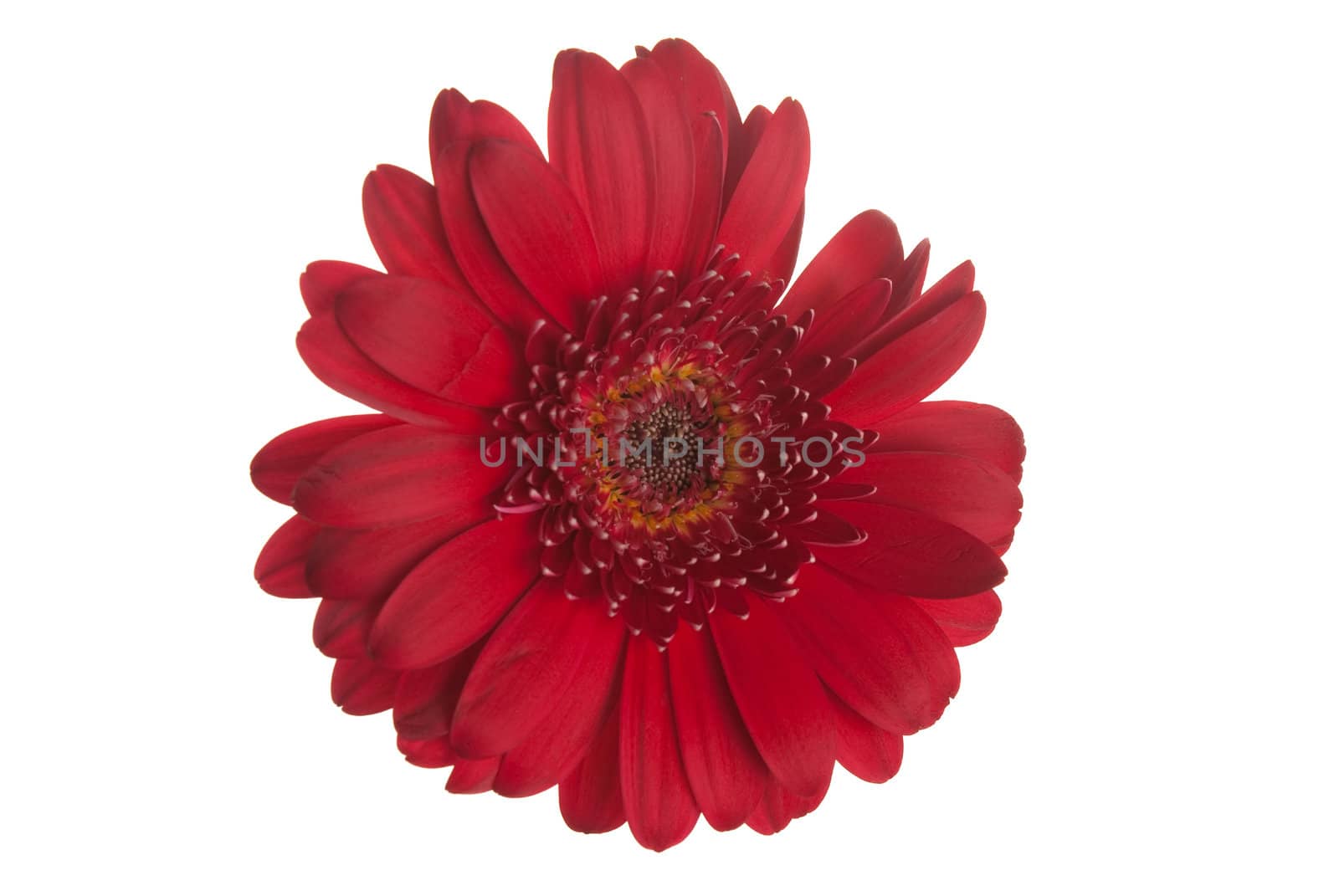 Red gerbera flower closeup isolated on white Background.