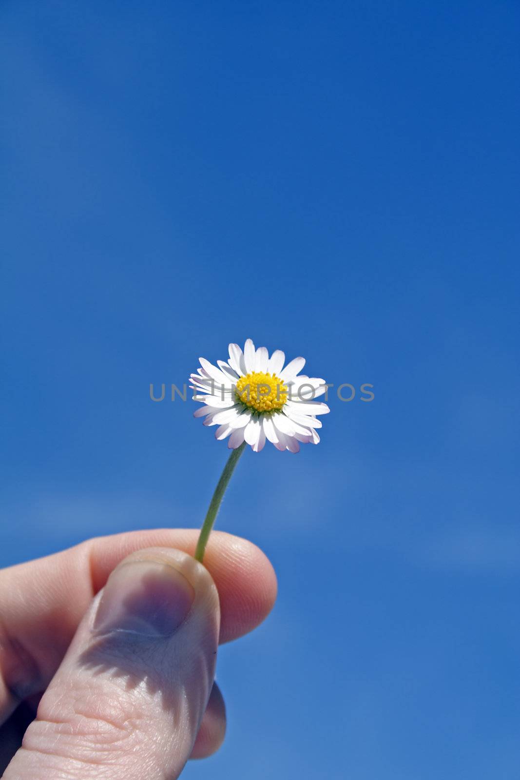 A daisy in front of a shiny blue sky.