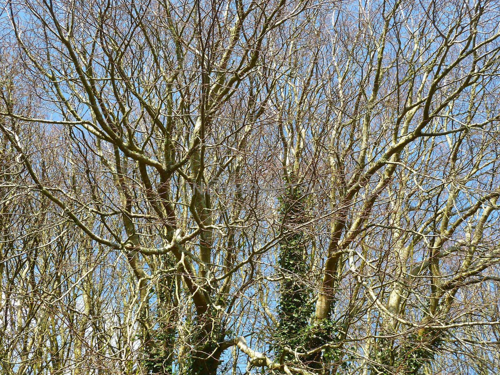 winter trees against a bright blue sky