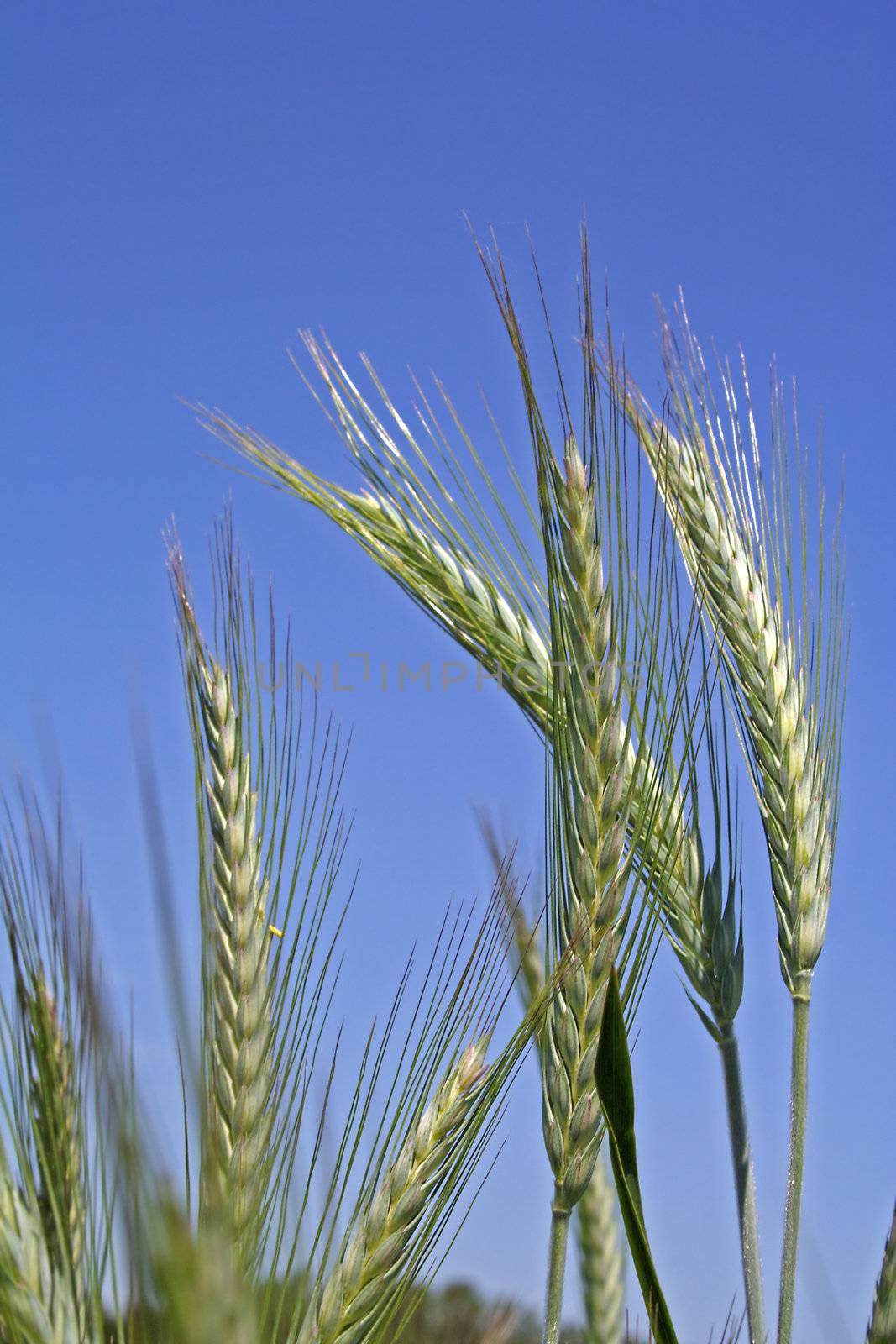 Several ears of barley in front of bright blue sky.