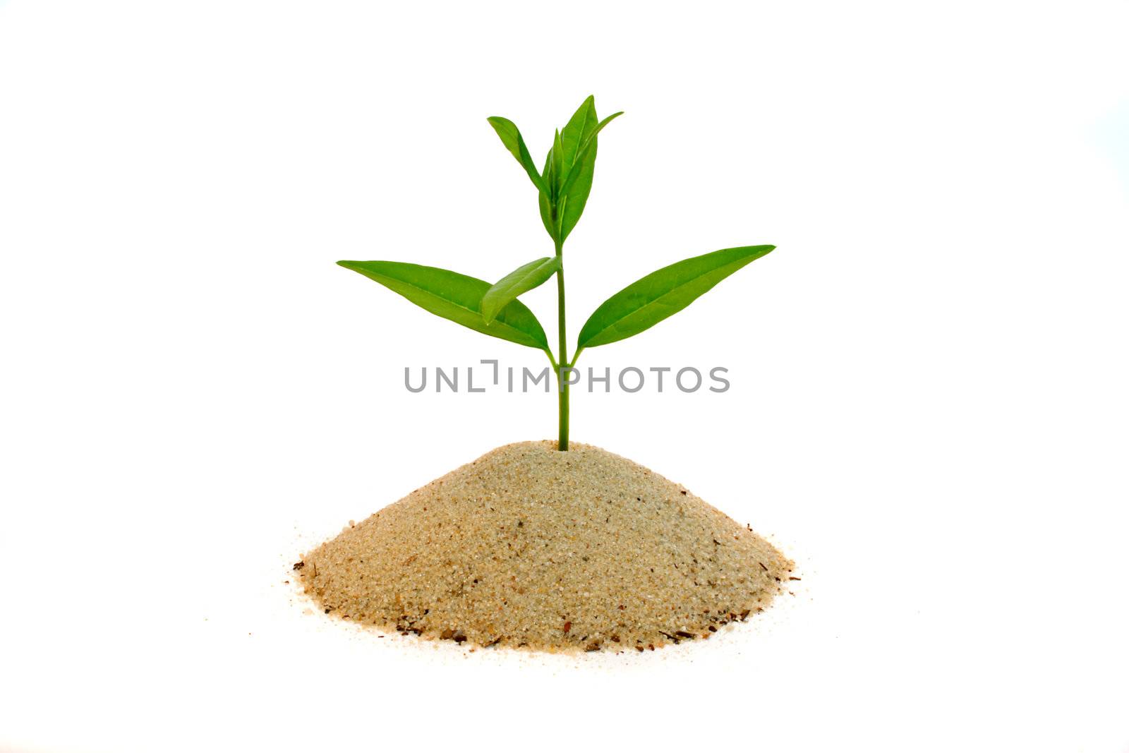 A fresh seedling growing out of a small pile of sand. All isolated on white background.