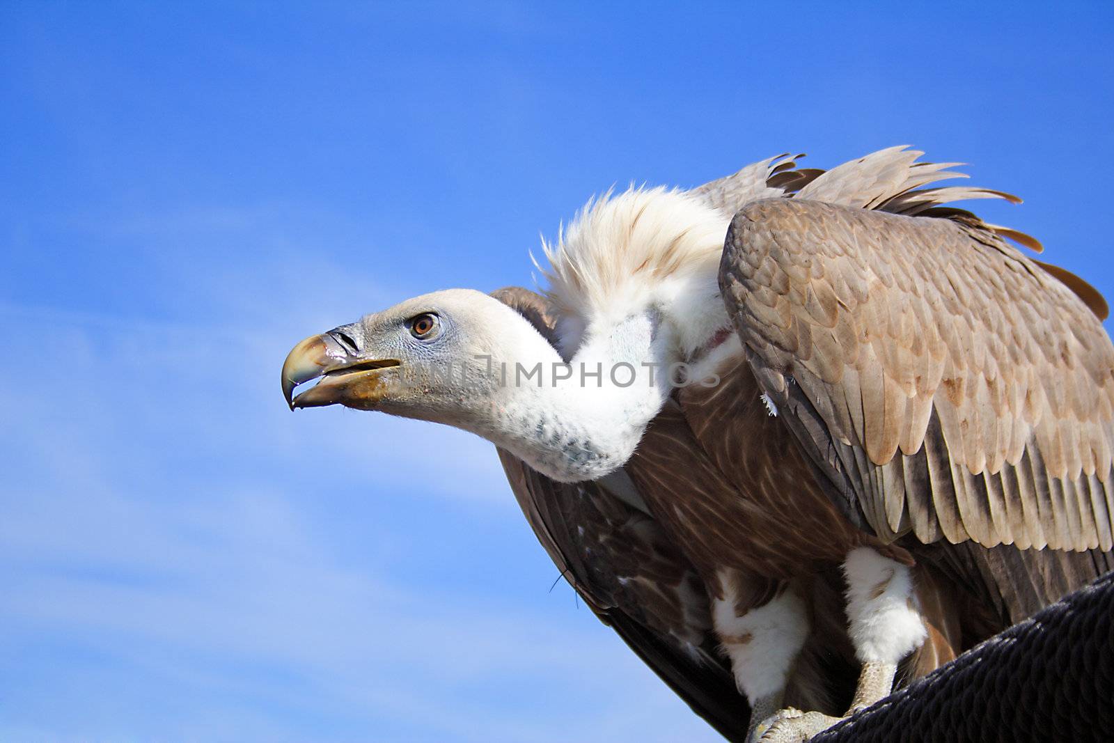 A griffon vulture in front of a shiny blue sky.