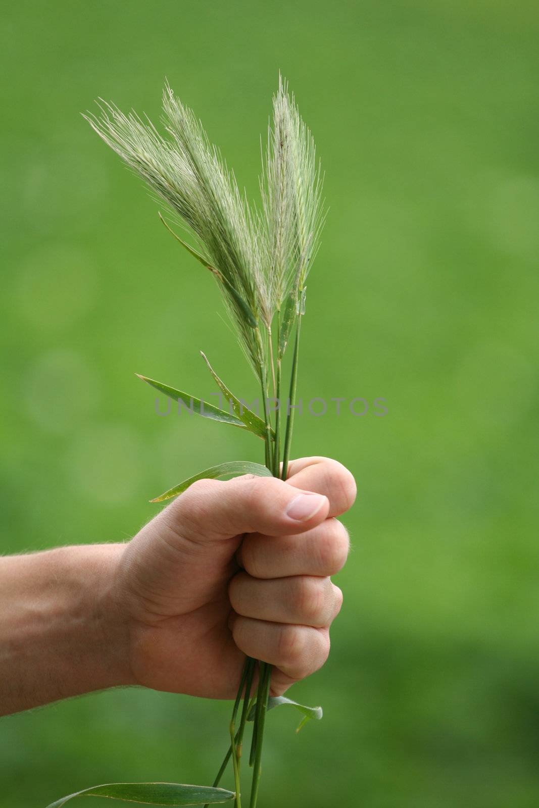 A human hand with some fine grain.