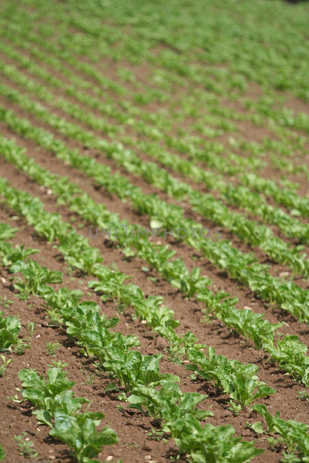 A typical field with young plants.