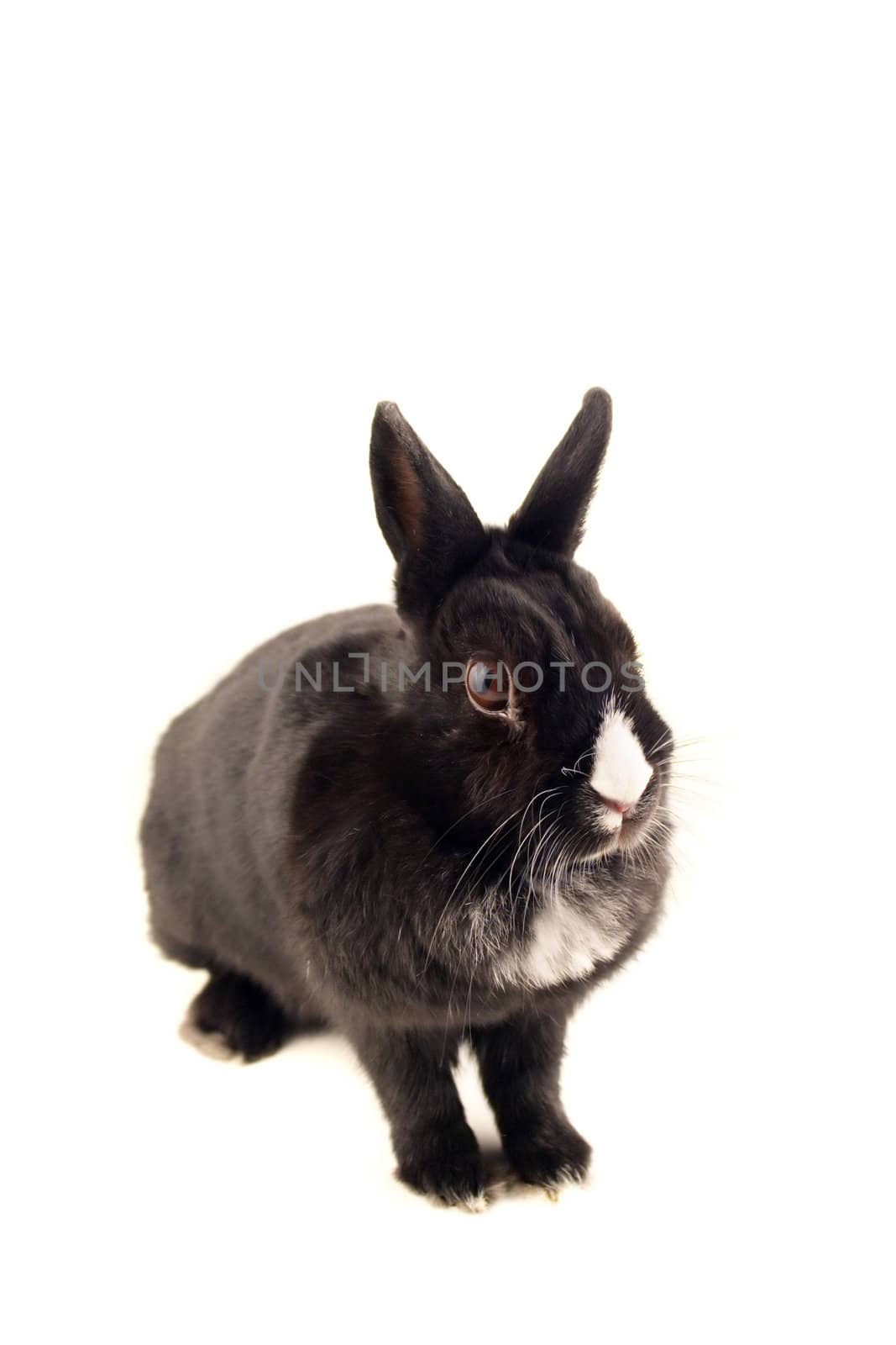 A little bunny isolated on white background.