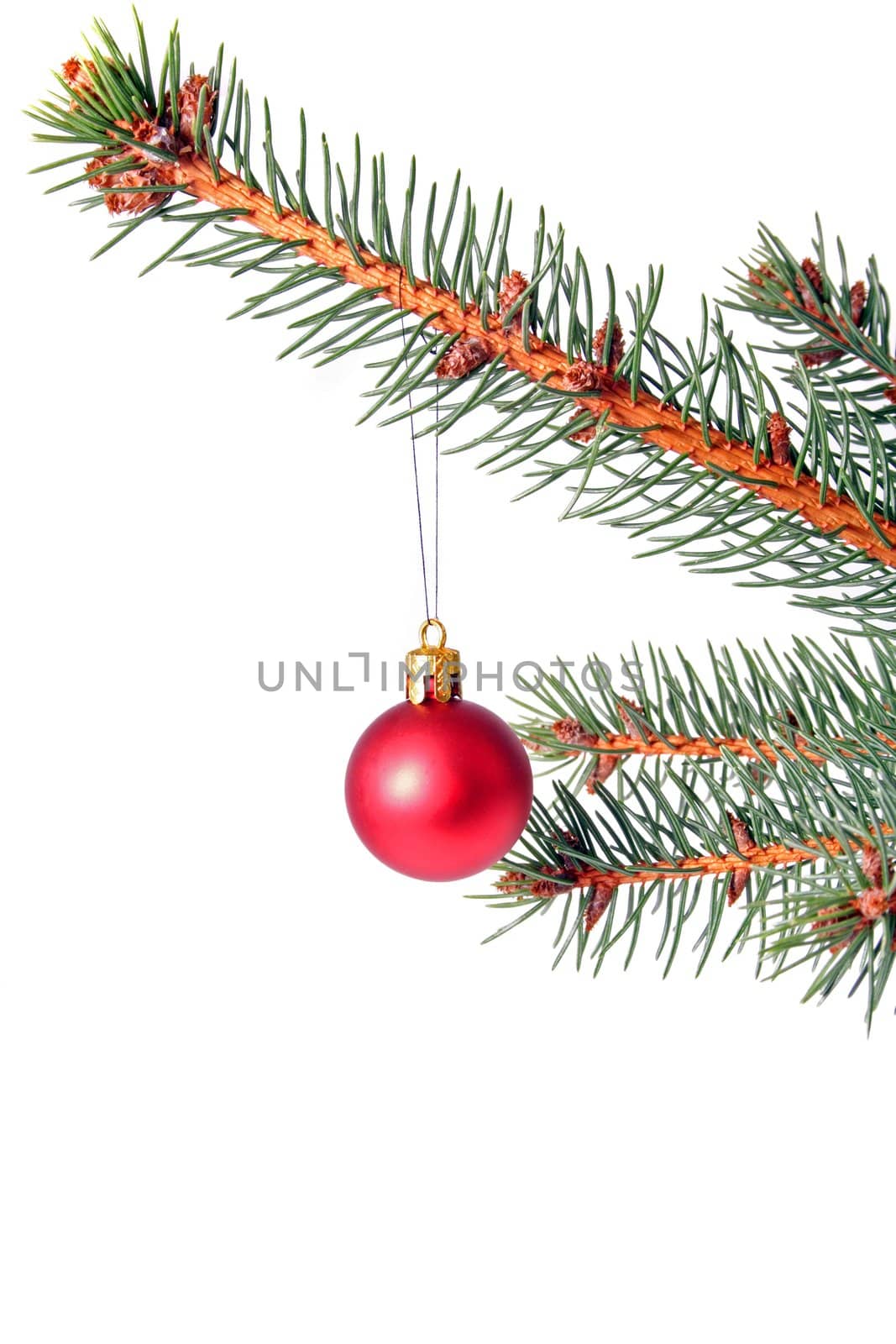 A twig of a christmas tree. All isolated on white background.