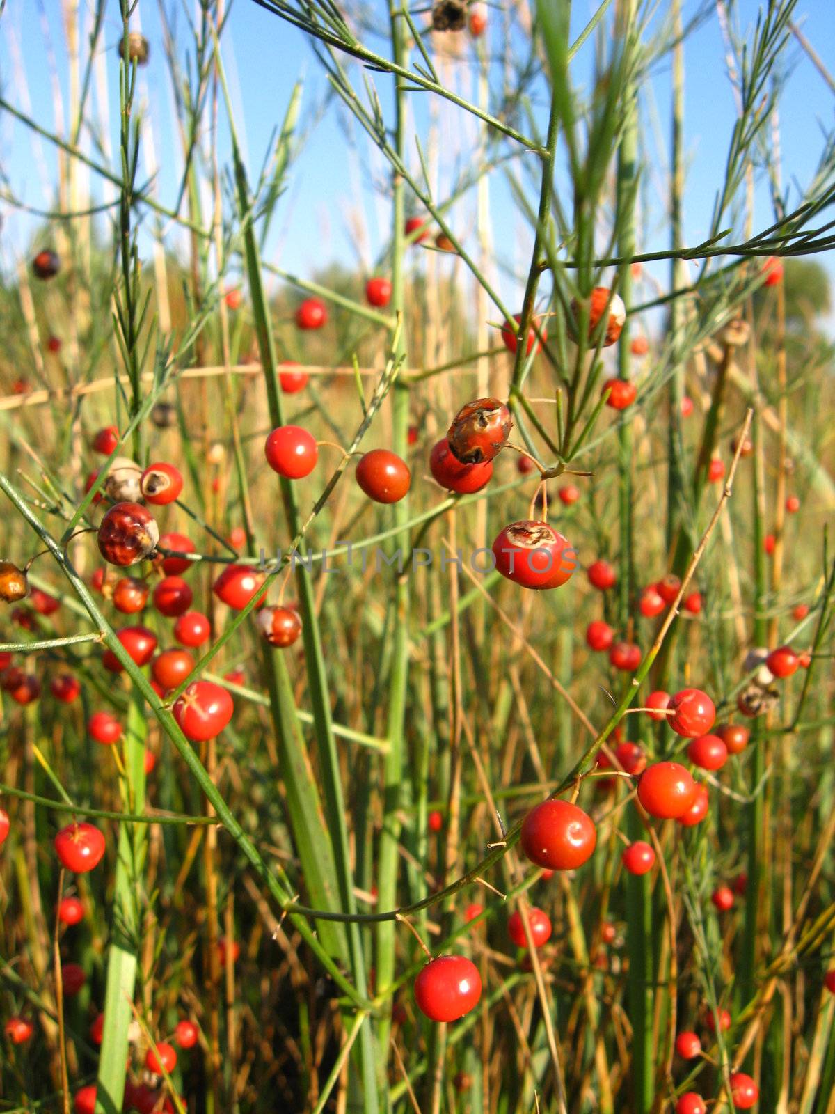 Beautiful plant of asparagus officinalis with red berries