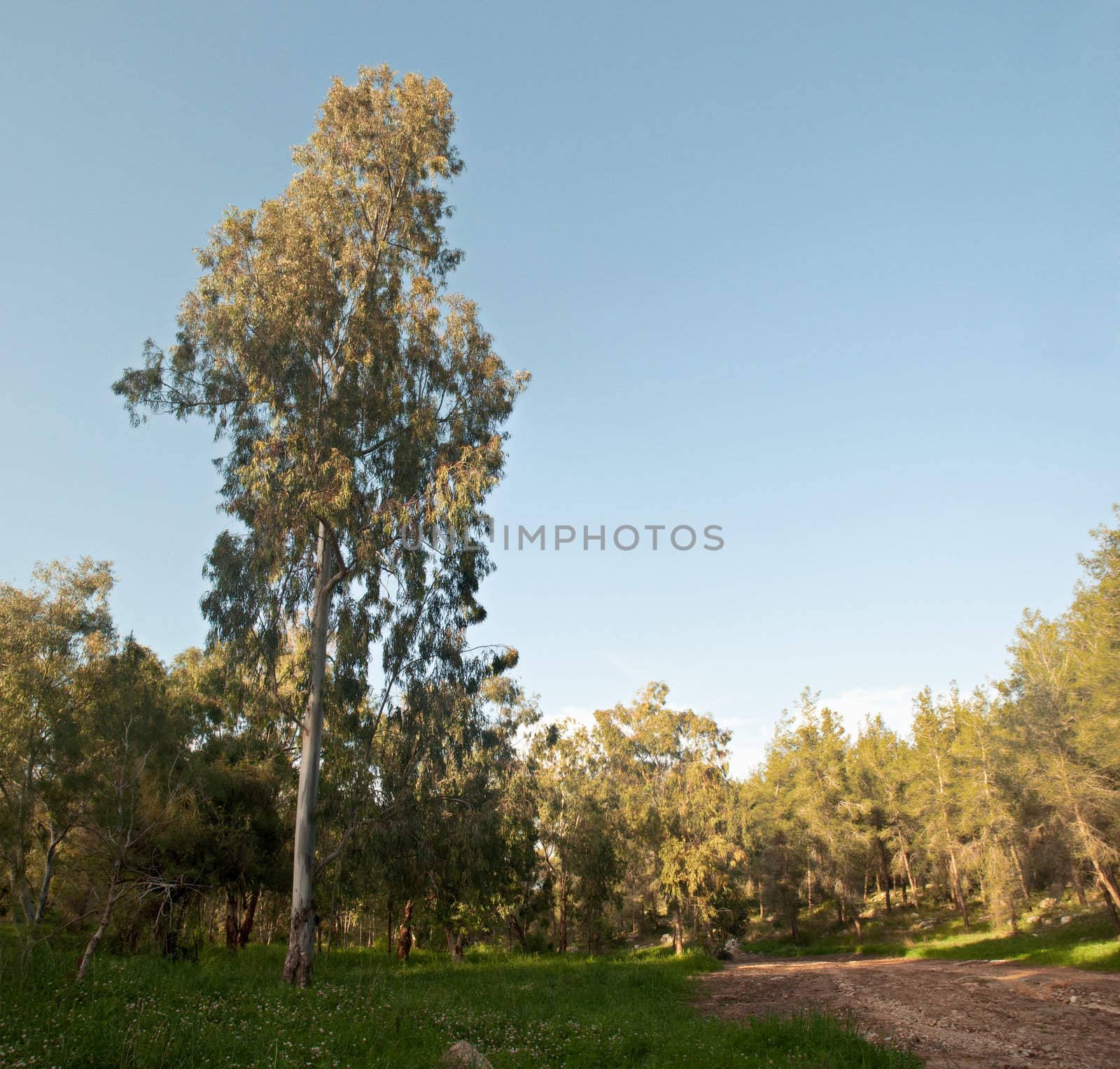 Spring in Israel. Forest near Ben Shemen .