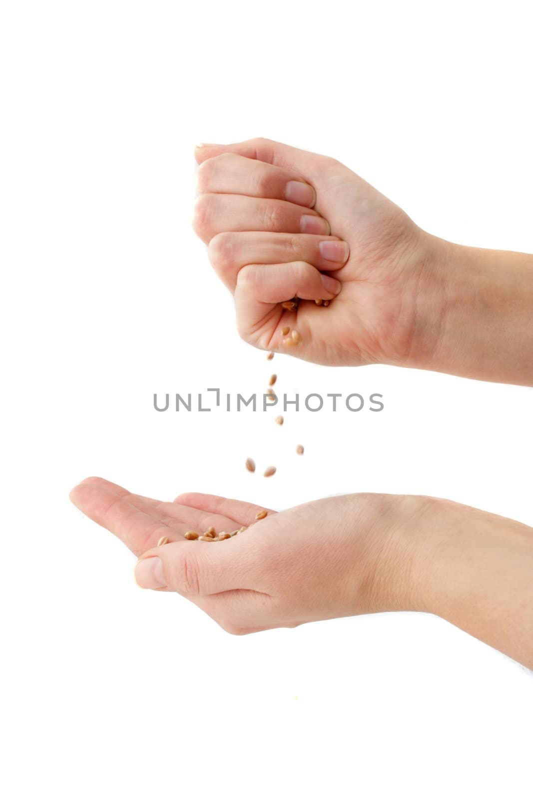 A human hand trickling and catching some seeds. All isolated on white background.