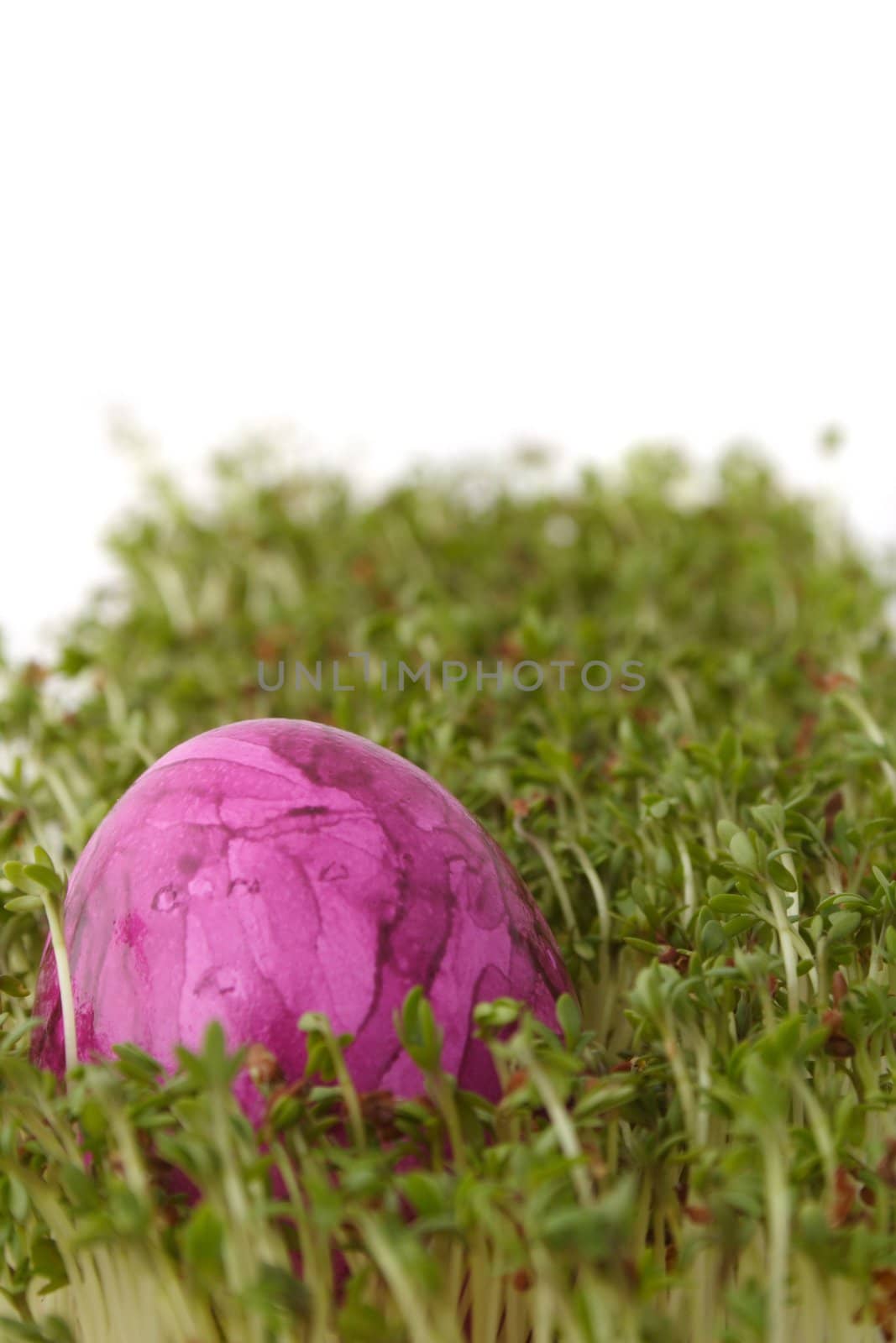 A single painted easter egg lying in fresh garden cress.