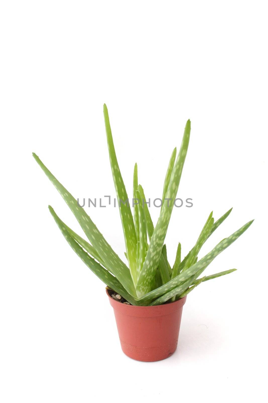 An aloe vera plant. All isolated on white background.