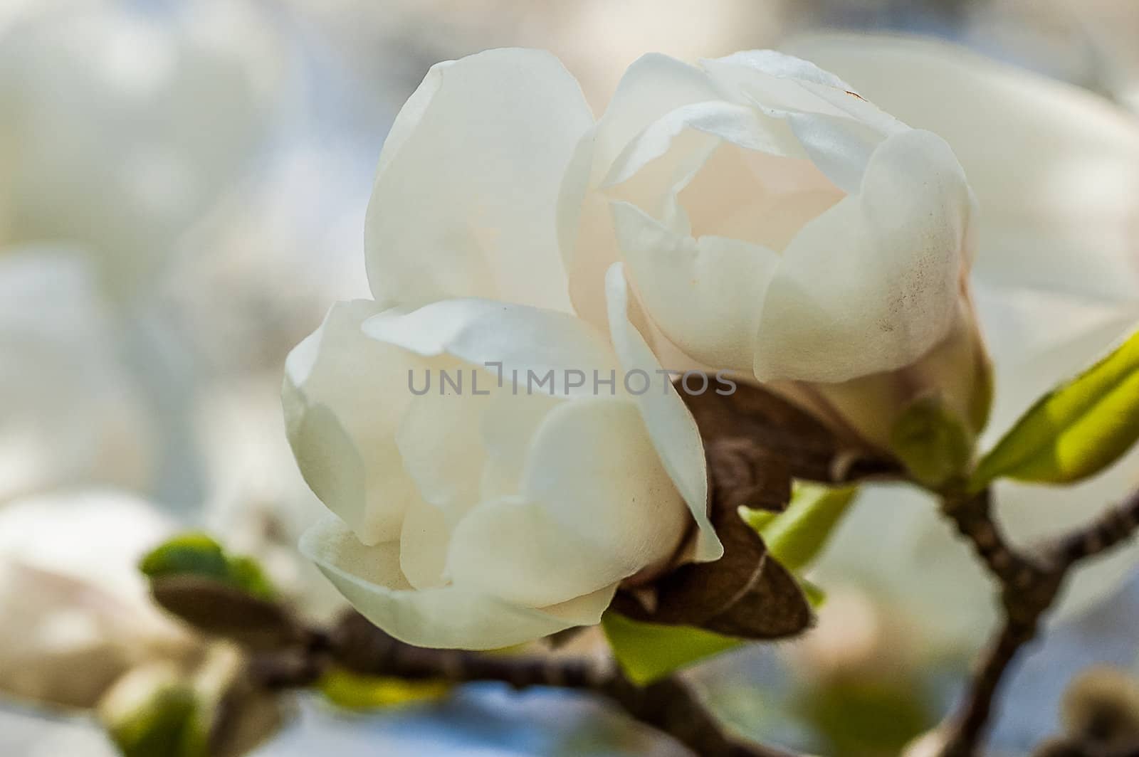 Magnolia blossom