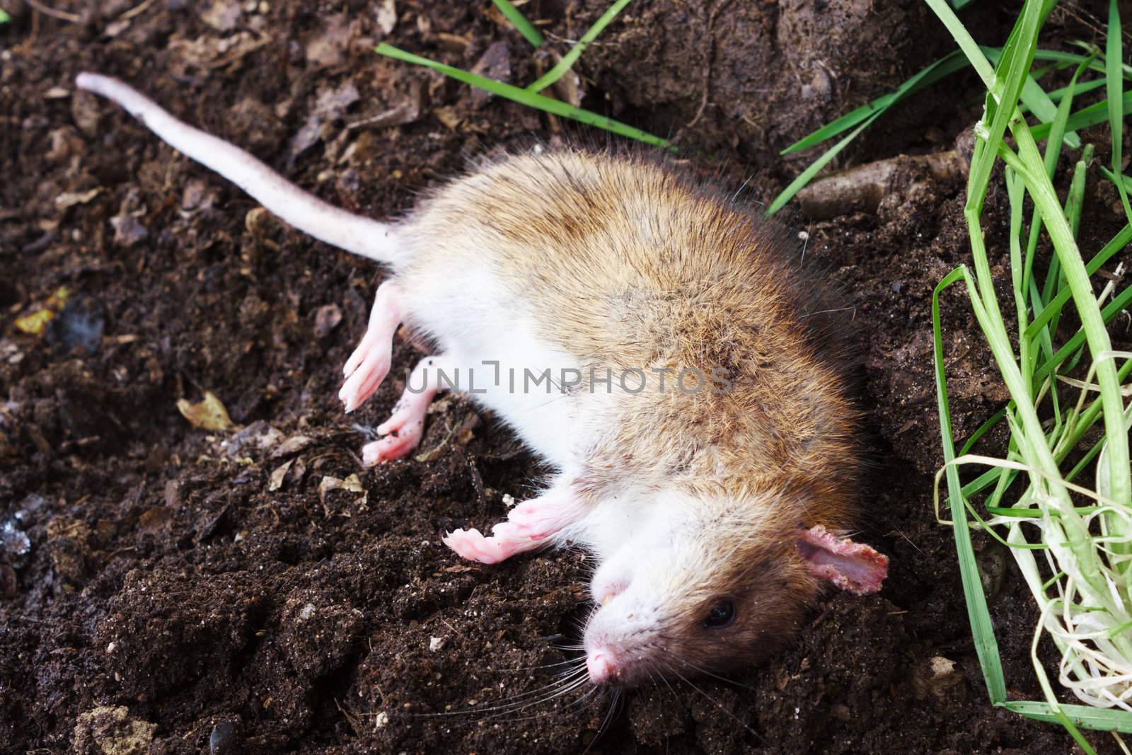 Redhead poisoned rat lies on the plow