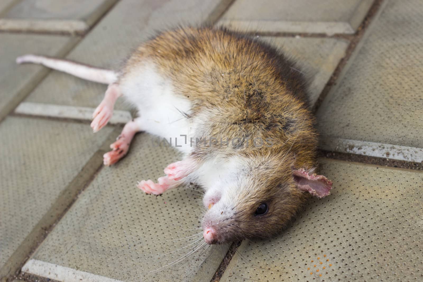 A poisoned rat lying on the stone floor
