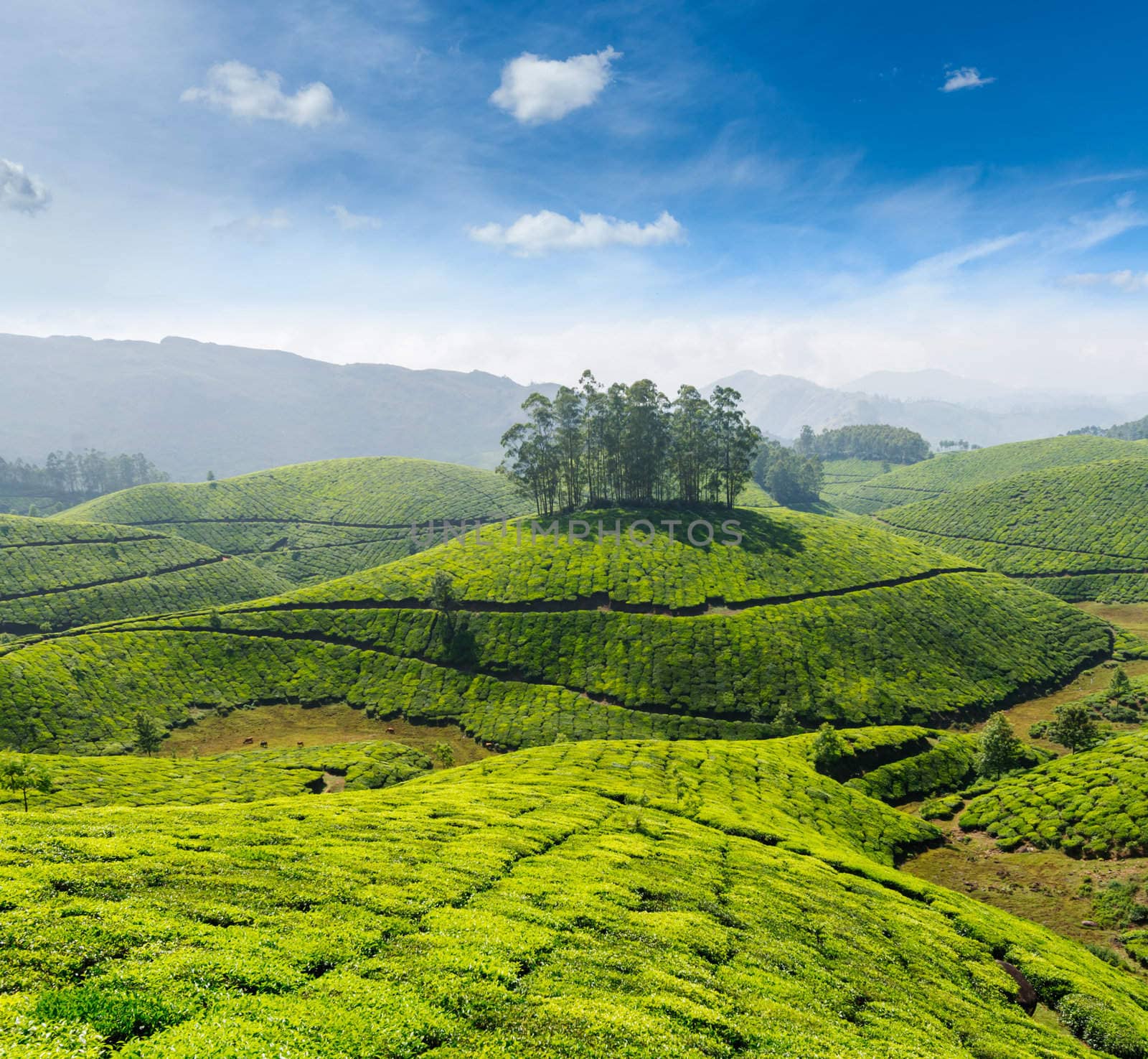 Indian tea concept background - tea plantations. Munnar, Kerala, India