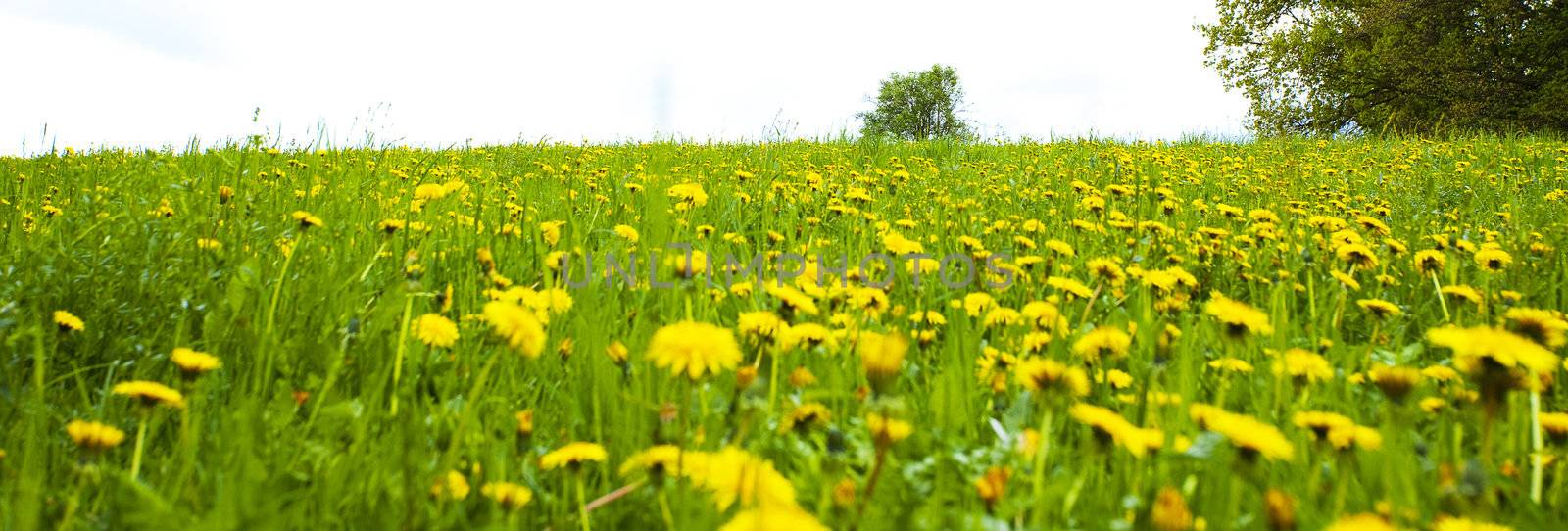 background field of dandelions in the woods