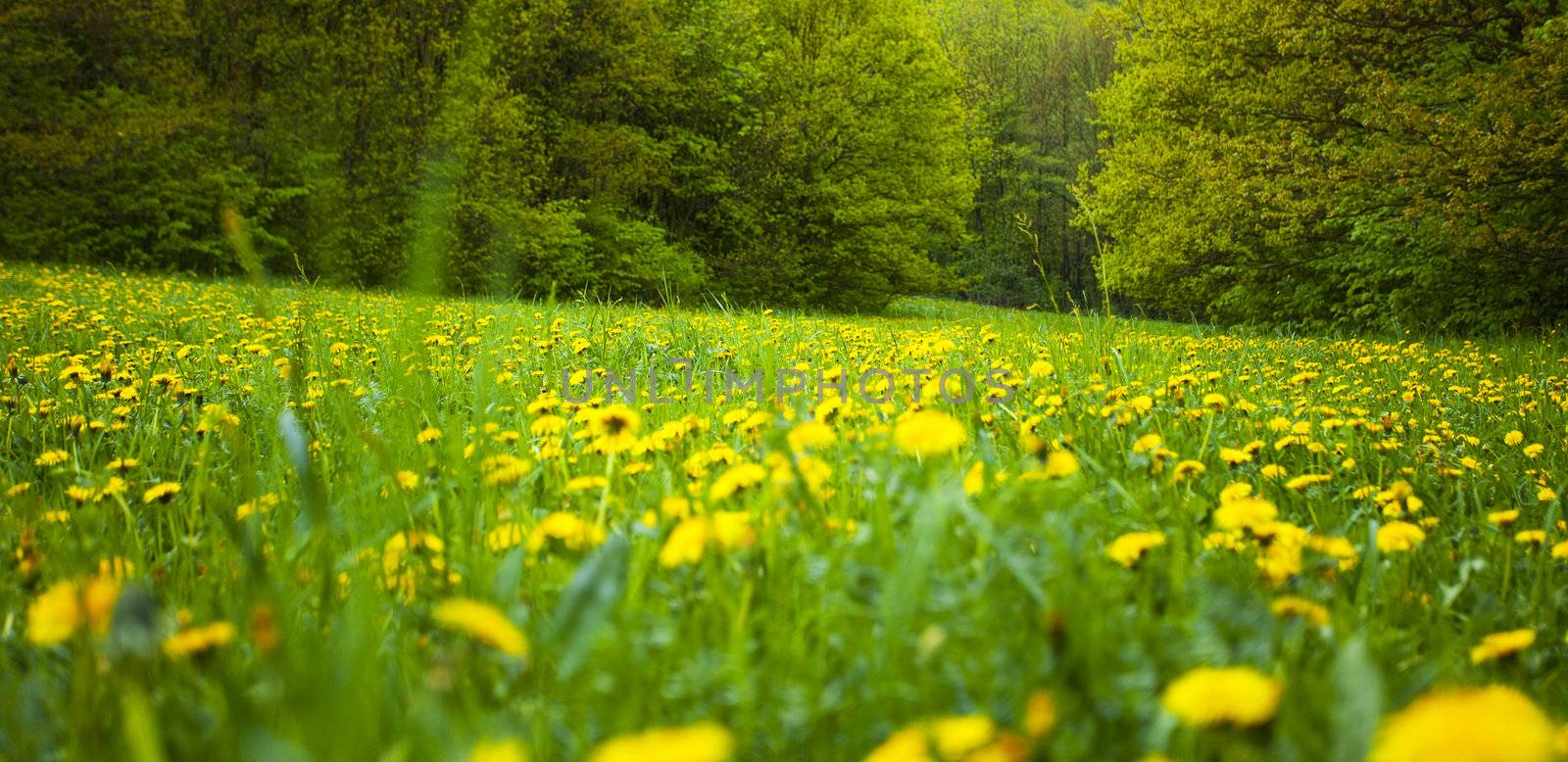 background field of dandelions in the woods by jannyjus
