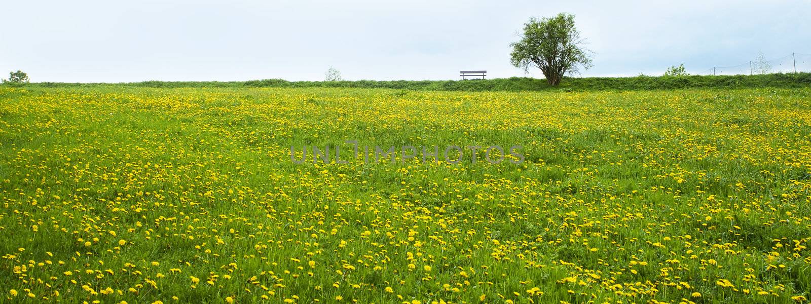 lonely tree and a bench on the field of dandelion against the sk by jannyjus