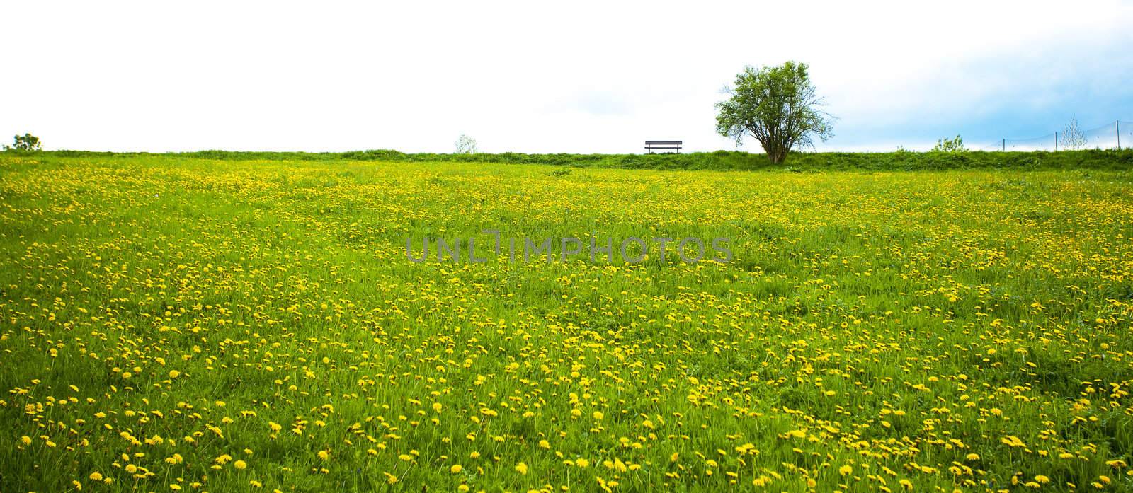 lonely tree and a bench on the field of dandelion against the sky