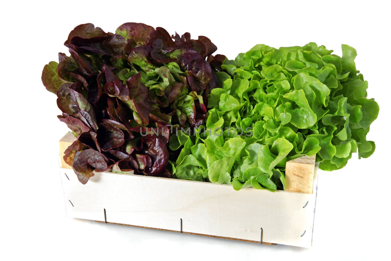 Two heads of lettuce in a wooden box. All isolated on white background.