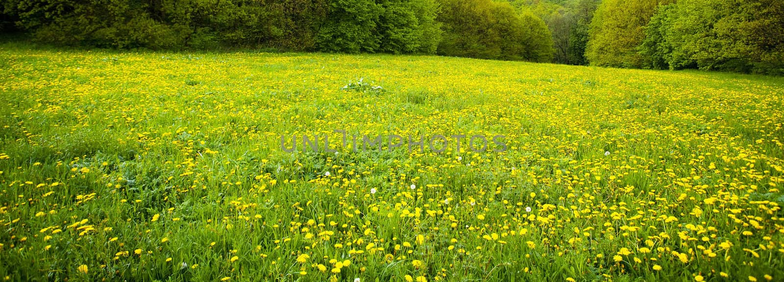 background field of dandelions by jannyjus