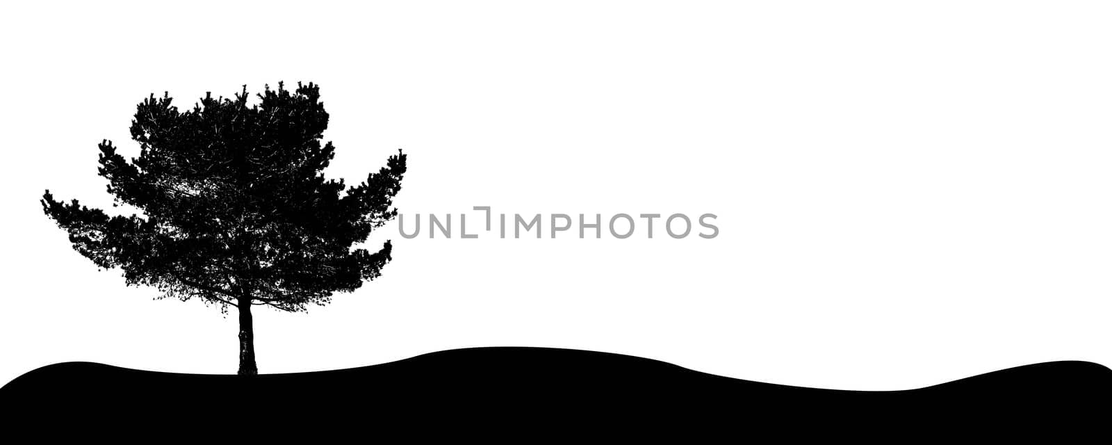 A single tree. All isolated on white background.