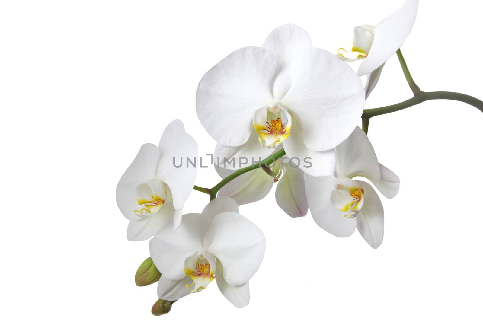 A tender white orchid. All isolated on white background.