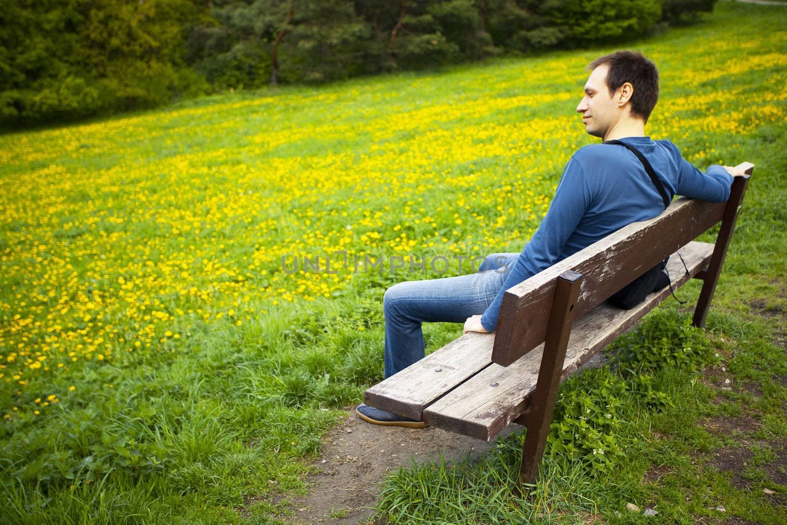 male resting on the bench on the field of dandelions