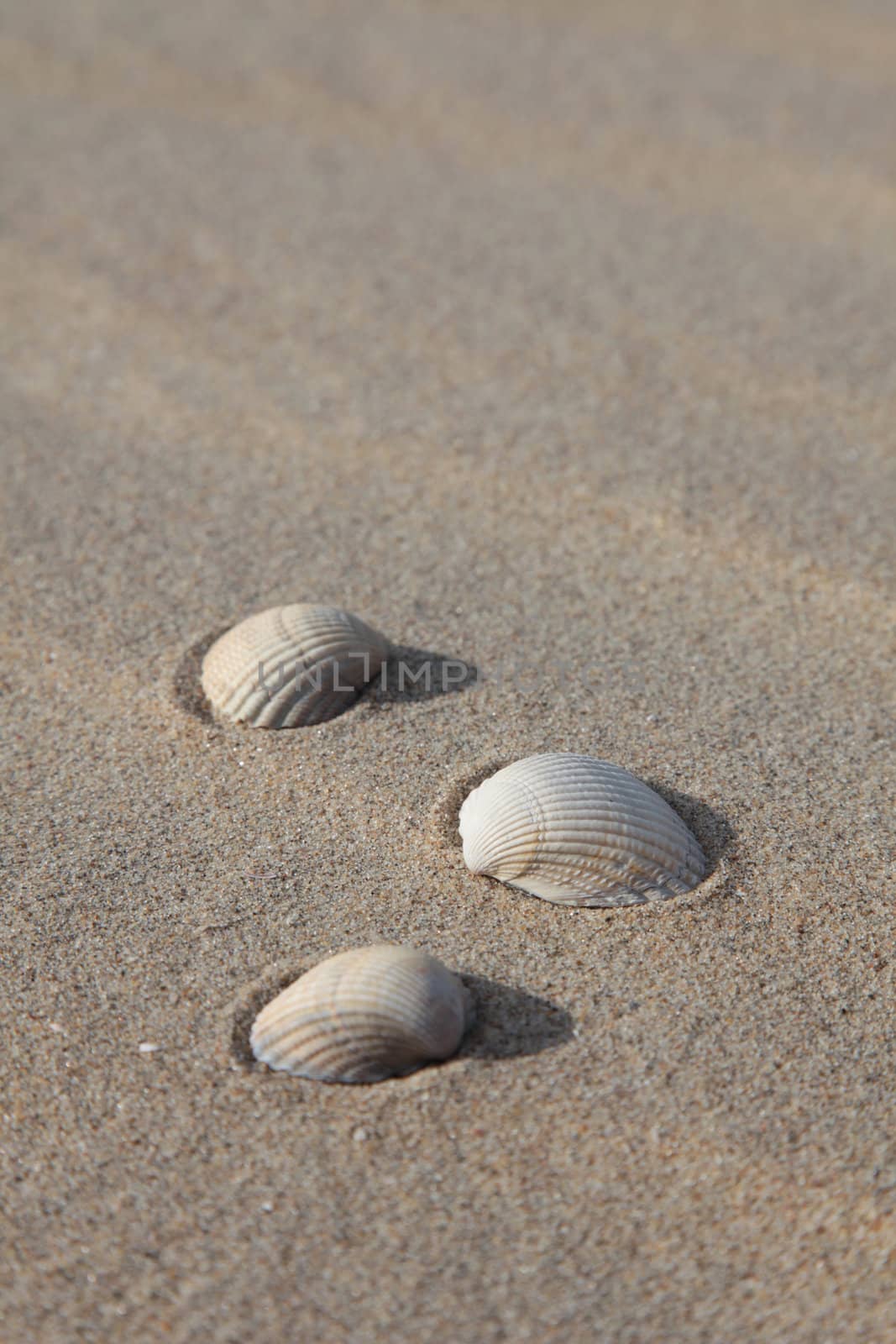 Three shells lying in the sand on the beach.