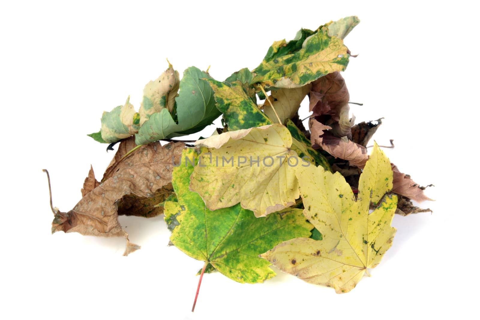 A pile of autumnal leaves. All isolated on white background.
